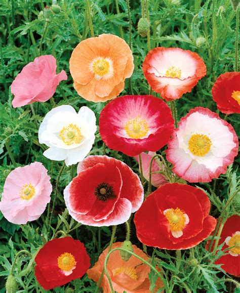 Join now for a free $10 welcome bonus. Poppy Shirley Double Mix Flower Seeds (Unwins) - Jackson's ...