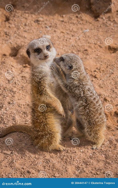 Mother And Baby Meerkats Hugging Royalty Free Stock Photography Image