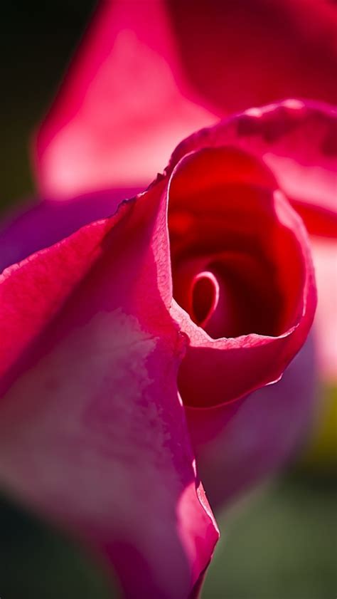 Wallpaper Pink Rose Bud Macro Photography 1920x1200 Hd Picture Image