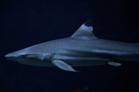 Blacktip Reef Shark Carcharhinus Melanopterus Zoochat