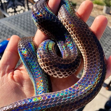 This Beautiful Iridescent Snake Is Ready For Pride Month 🏳️‍🌈🐍 This