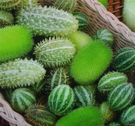 Ornamental Spiked Cucumber 30 Seeds Non Gmo Etsy Uk