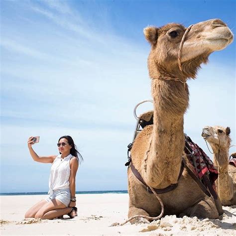 A camel's humps are incredibly important for the animal's survival in a tough environment like a desert. Port Macquarie Camel Safari | Rydges Port Macquarie