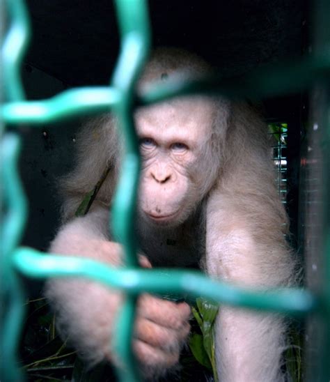 Meet Alba Worlds Only Albino Orangutan Nature And Animals Sonyaz