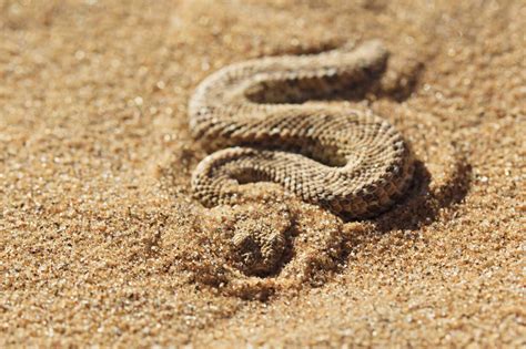 Africa Nambia Bitis Peringueyi Crawling On Sand In Namib Desert Stock
