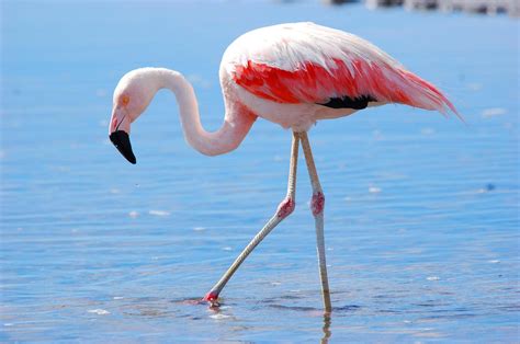 Chilean Flamingo Animals Wiki Fandom
