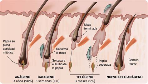 Anatomia Do Foliculo Piloso