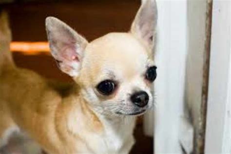 Top 5 best dog food for chihuahua puppies review. Best Chihuahua Food For Health | petswithlove.us