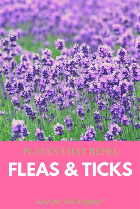 Plants that Repel Fleas and Ticks | Mosquito plants, Mosquito repelling ...