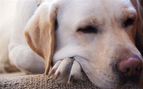 Nose Skin Labrador Retriever Eye Puppy Dream Vertebrate Close
