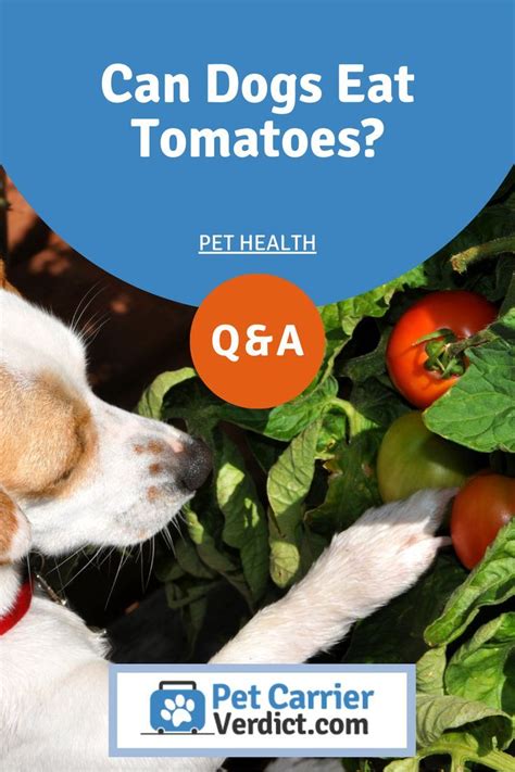 Can Dogs Eat Tomatoes Are Unripened Tomatoes Toxic For Dogs In 2022