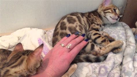 bengal kittens for sale youtube