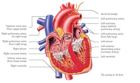 Heart Diagram Heart Diagram Pulmonary Med School Arteries Heart
