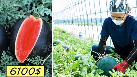 Japan Agriculture Technology Worlds Most Expensive Watermelon