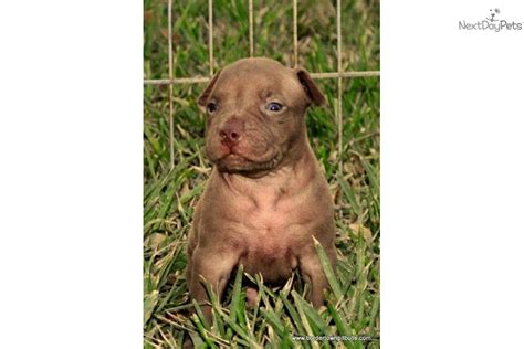 See more ideas about puppies, pit puppies, pitbulls. Meet Sherley a cute American Pit Bull Terrier puppy for sale for $800. UKC/ADBA CHOCOLATE ...