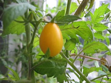 Tomato Yellow Pear Heirloom Organic 30 Seeds Etsy