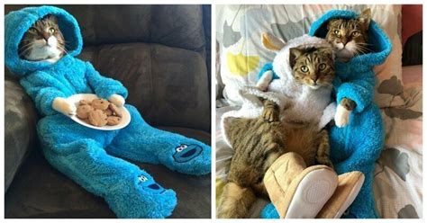 This Is Joey The Cookie Monster Onesie Wearing Cat Barnorama