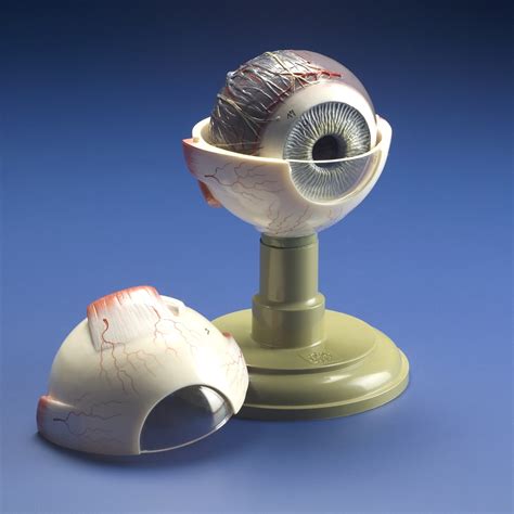 Eyeball Model Brain Research Laboratories