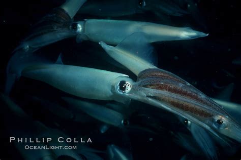 Common Squid Loligo Opalescens La Jolla California 02548