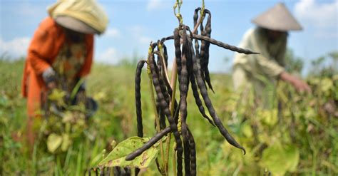 Check spelling or type a new query. Manfaat Kacang Hijau bagi Tubuh: Bisa Cegah Demam Tinggi ...