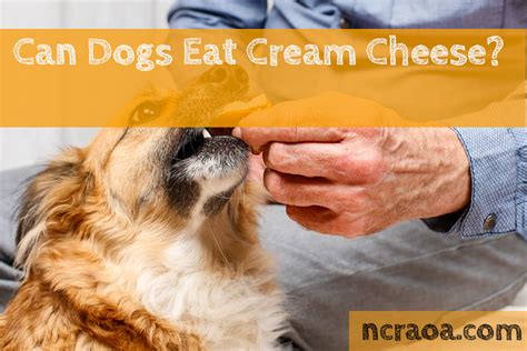 Helps dissolve pure struvite stones and helps prevent calcium oxalate stones. Can Dogs Eat Cream Cheese? Is It Bad For Them? | National ...