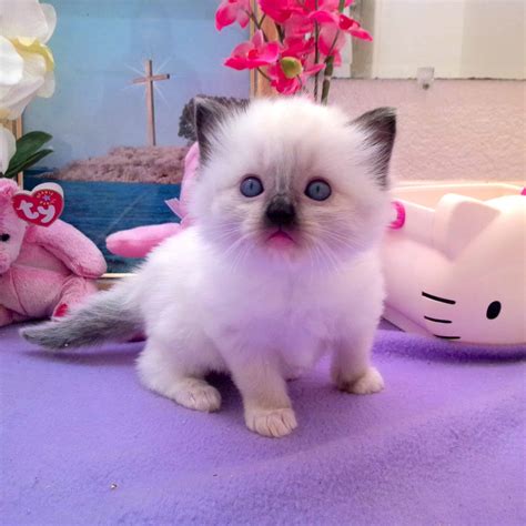 Mystra Ragdoll Kitten Of The Month