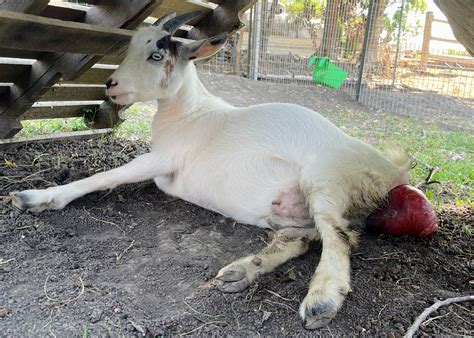 Nigerian Dwarf Goat Prolapse — Salt Ranch