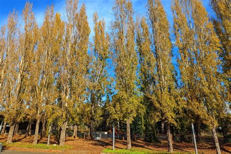 Poplar Tree Identification Guide