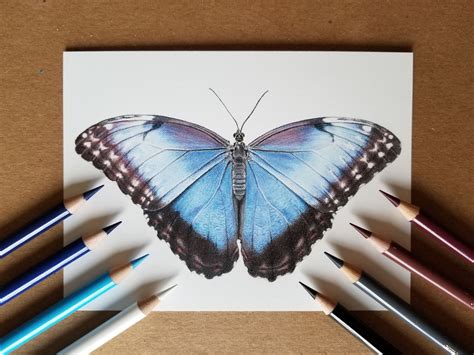 Black and white butterfly images cartoon. Colored Pencil drawing of a Blue Morpho butterfly!! | Blue ...