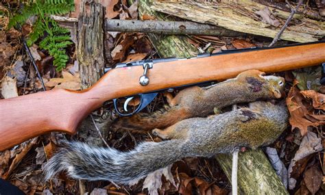 Best Caliber Rifle For Varmint Hunting Rifle Basix