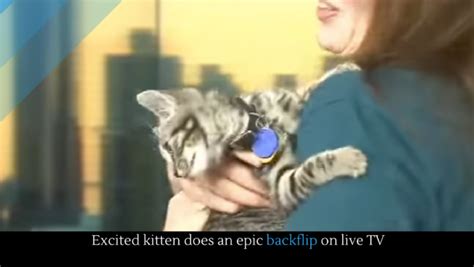 Excited Kitten Does An Epic Backflip On Live Tv Alltop Viral