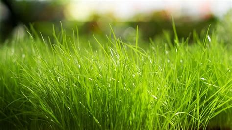 Green Grass Wallpaper Wallpapersafari