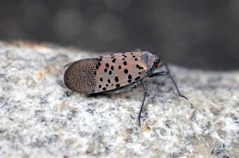 Heres Why The Spotted Lanternfly Invasion Is So Bad In Nyc