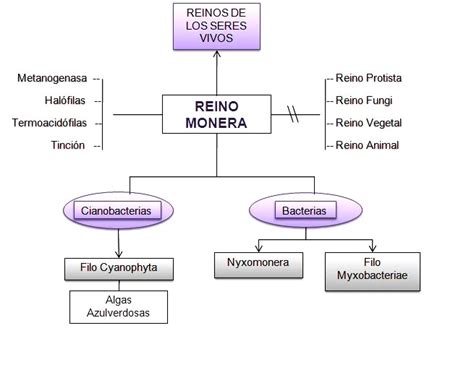 Clasificación Del Reino Mónera Reino Monera