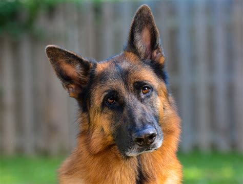 German Shepherd Colors All 13 Shades Of Shepherds Marvelous Dogs