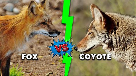 Fox Vs Coyote The 5 Key Differences Explained Youtube
