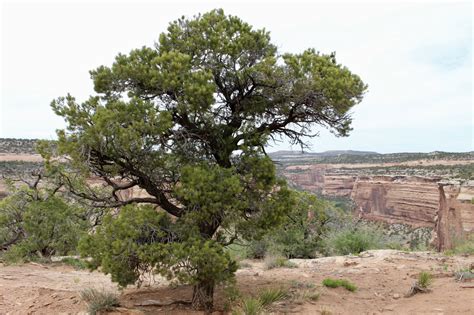 The Pinyon Juniper Woodland Of Colorado National Monument ~ Wander
