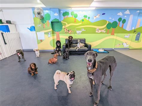 BE MORE DOG - Dog Daycare Wolli Creek Sydney Inner West - Around the