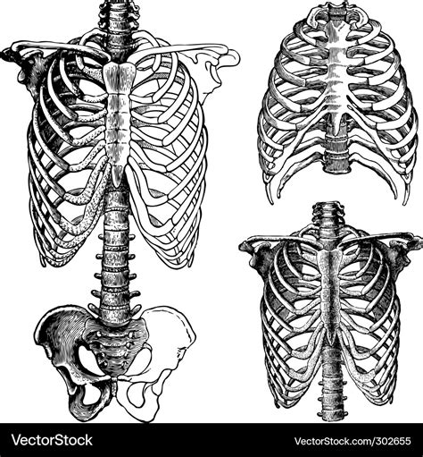 Anatomical Chest Drawings Royalty Free Vector Image