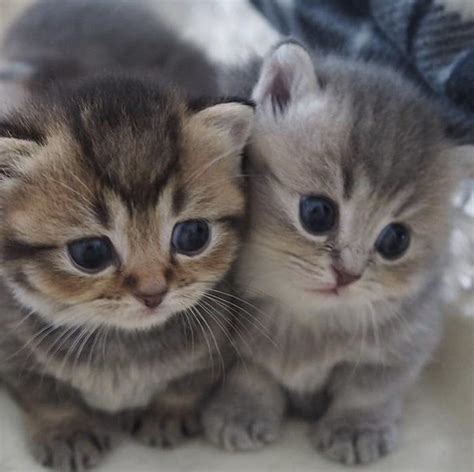 Cats On Twitter Baby Cats Cute Cats Photos Kittens Cutest