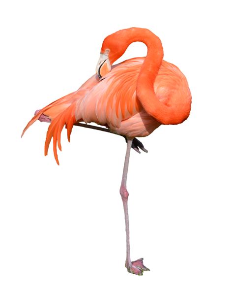 Flamingo Téléchargement Gratuit Png Png All