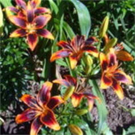 Arrangements including lilies are always a winner. Lily (Lilium 'Starlette') in the Lilies Database - Garden.org