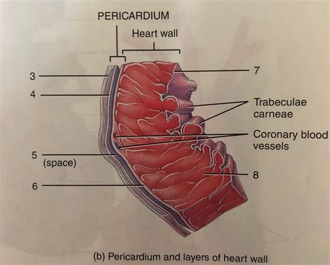 Pericardium And Layers Of Heart Wall Diagram Quizlet