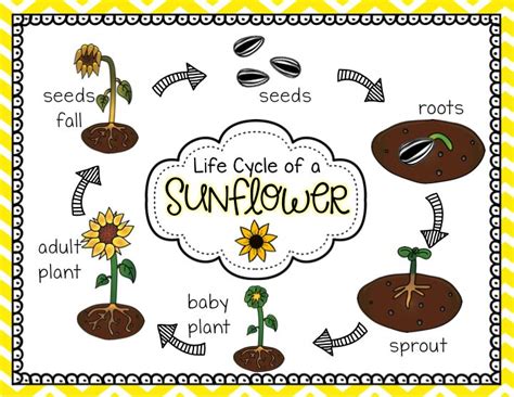 Ship Shape First Grade Sunflower Life Cycle Life Cycles Plant Life