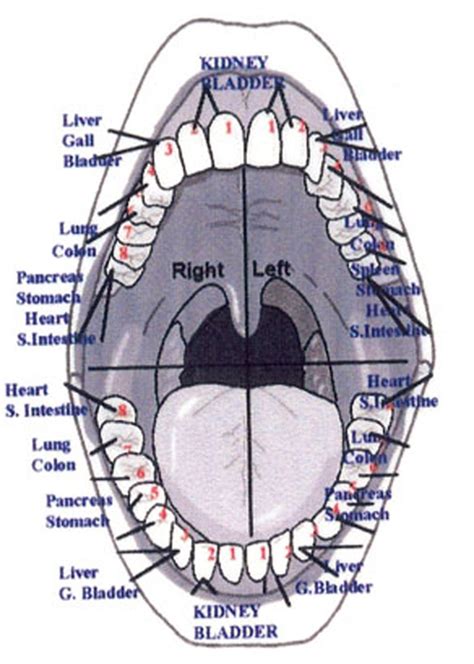 Teeth Health Dental Health Oral Health Body Health Health Care