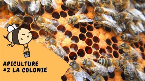 🐝 Apiculture 2 La Colonie D Abeilles Youtube