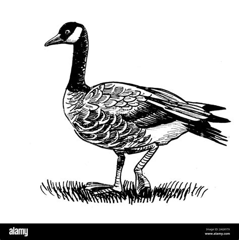 Wild Canadian Goose Bird Ink Black And White Drawing Stock Photo Alamy