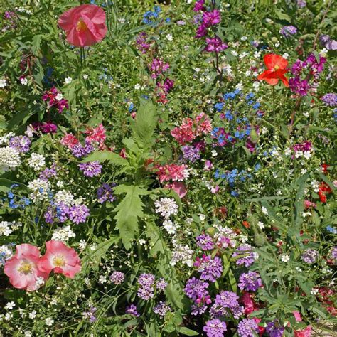 They can really brighten up your view, not just for one season, but for many years to come. Partial shade wild flower seed from Outsidepride.