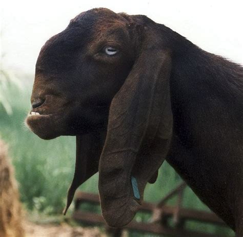 Meet The Ugliest Goats
