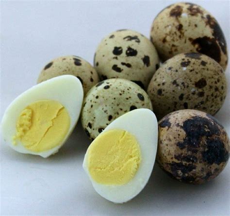 Great recipe for boiling guide for quail eggs. Cooking quail eggs: The best recipes can be found here ...